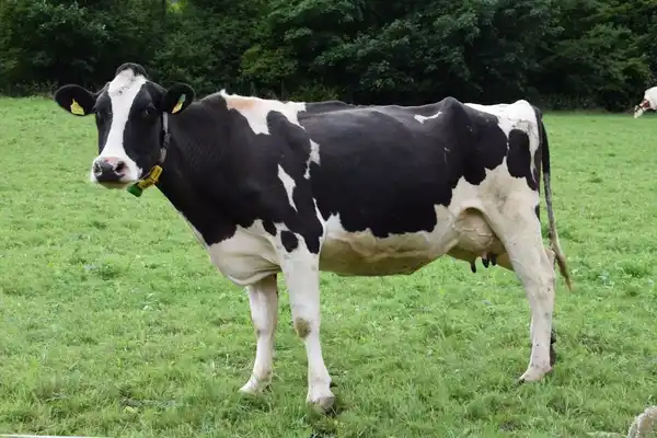 Holstein Calf - Dairy Farm